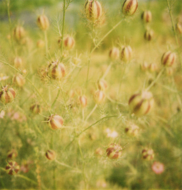 sx70_49