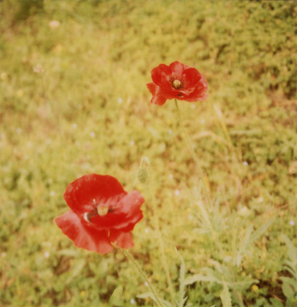 sx70_6 sx70_6